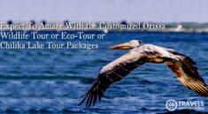 Orissa wildlife tour Packages