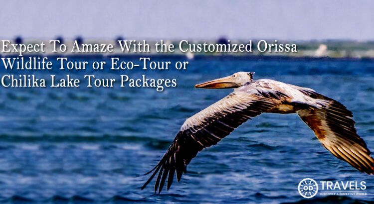 Orissa wildlife tour Packages