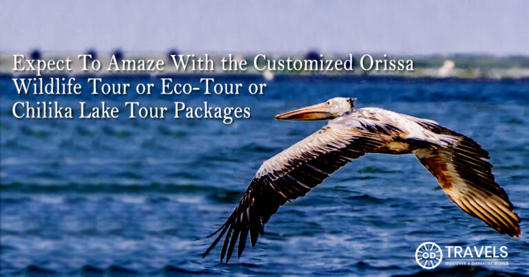 Expect To Amaze With the Customized Orissa Wildlife Tour or Eco-Tour or Chilika Lake Tour Packages Expect To Amaze With the Customized Orissa Wildlife Tour or Eco-Tour or Chilika Lake Tour Packages