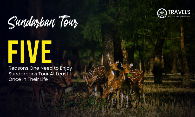 Five Reasons One Need to Enjoy Sundarbans Tour At Least Once In Their Life Five Reasons One Need to Enjoy Sundarbans Tour At Least Once In Their Life