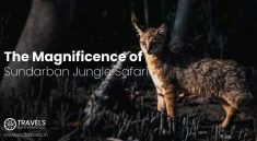 Sundarban Jungle Safari