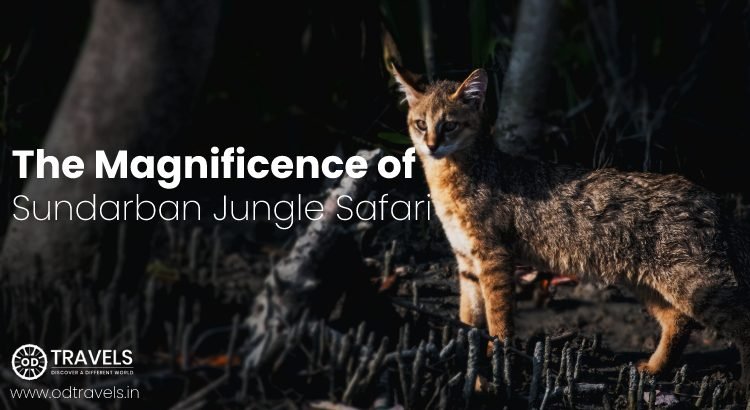 Sundarban Jungle Safari