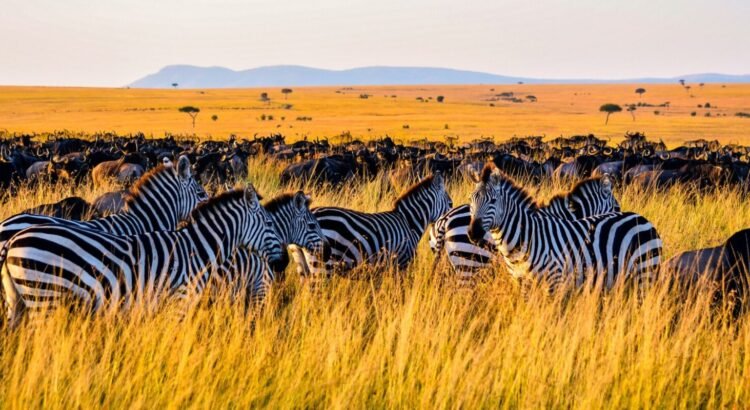 taheritoursandsafaris