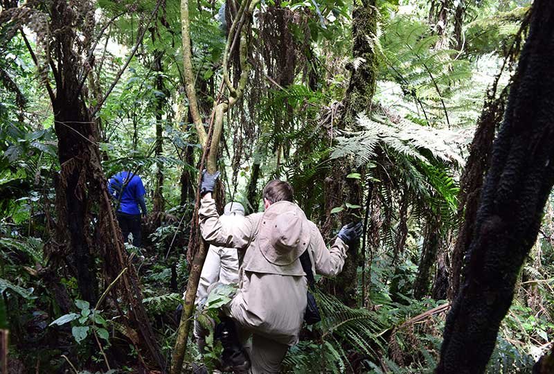 Bwindi Impenetrable Forest