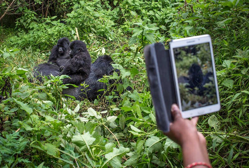 Uganda Gorilla Safari