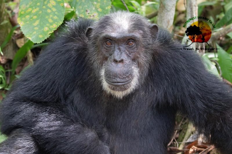 Rwanda Gorilla Safari Tour