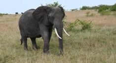 African safari tours