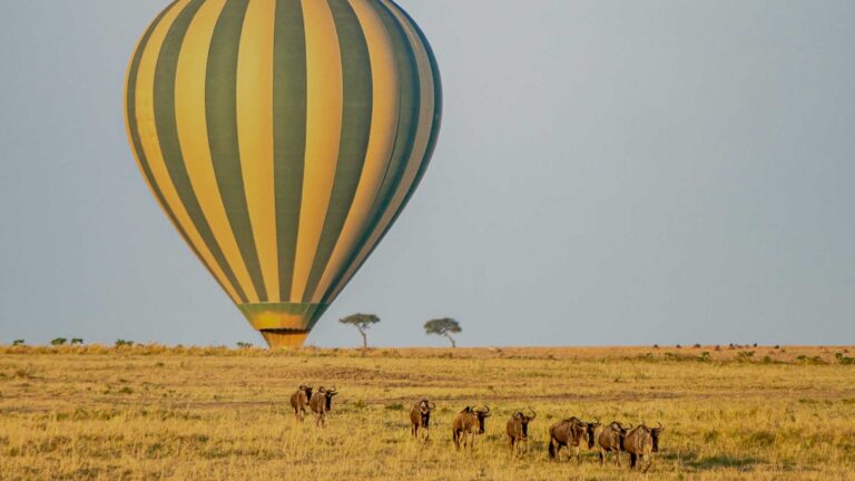 Sky-High Safari: Experience the Magic with Drunken Elephant Mara’s Hot Air Balloons