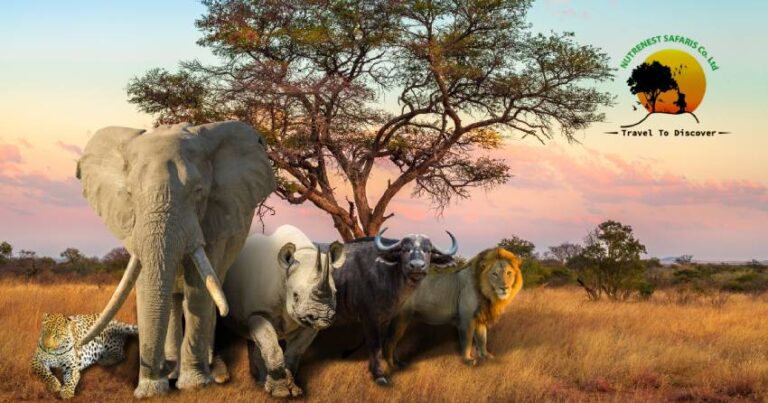 The Ultimate Guide to Crafting Your Perfect Kenya Wildlife Safari
