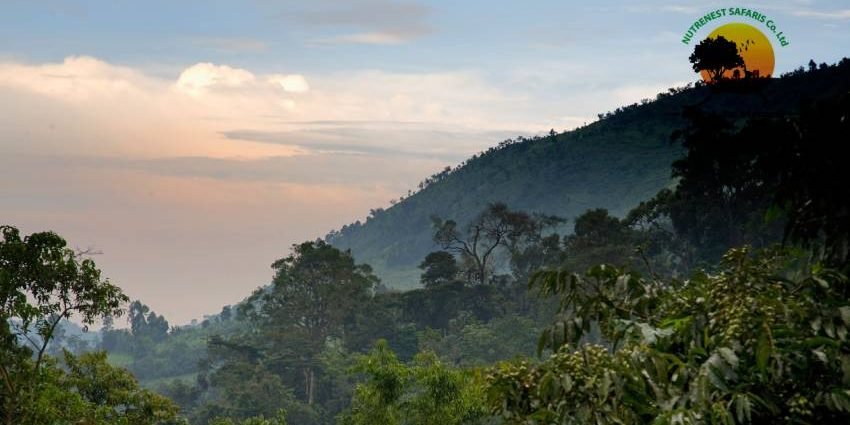 Bwindi Impenetrable forest