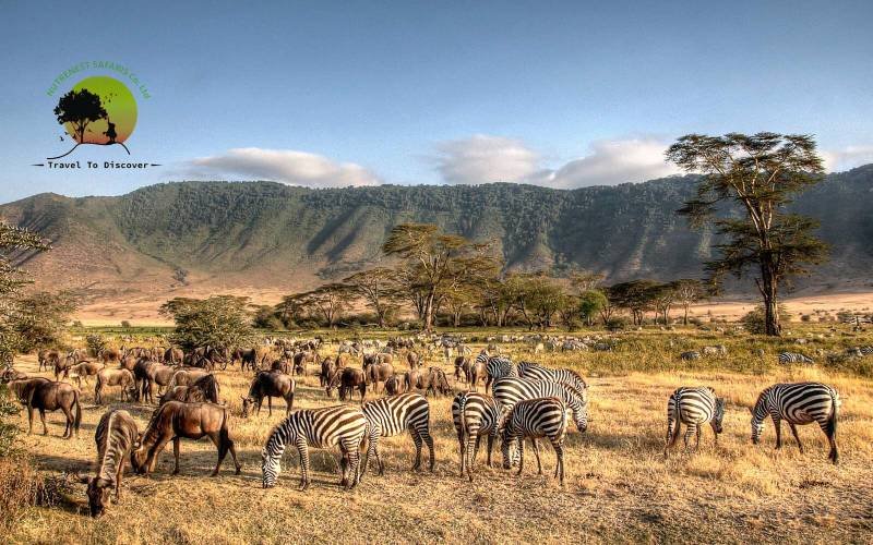Tanzania Safaris