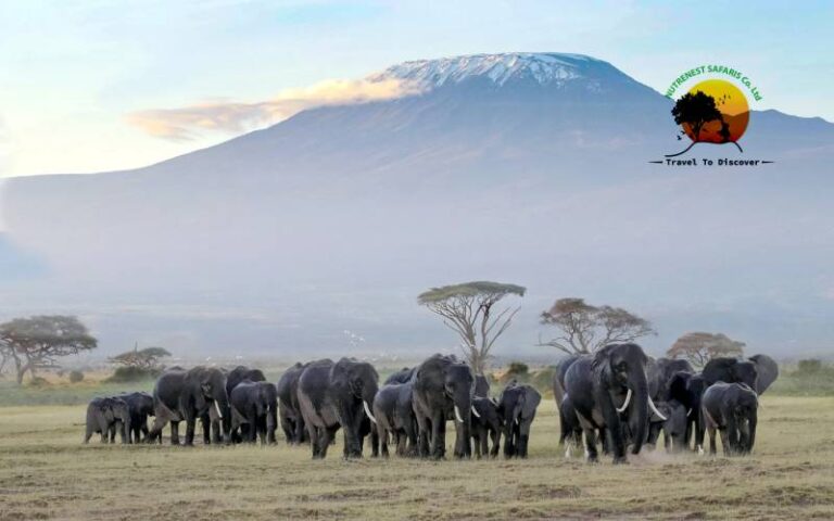Top Bucket List Activities for a Maasai Mara Safari Adventure