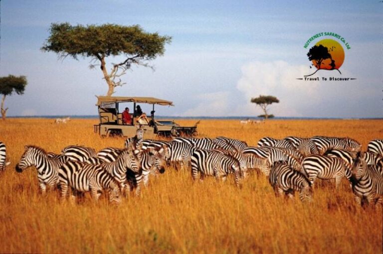 Why a Guided Big 5 Safari in Kenya is the Ultimate Wildlife Experience Why a Guided Big 5 Safari in Kenya is the Ultimate Wildlife Experience