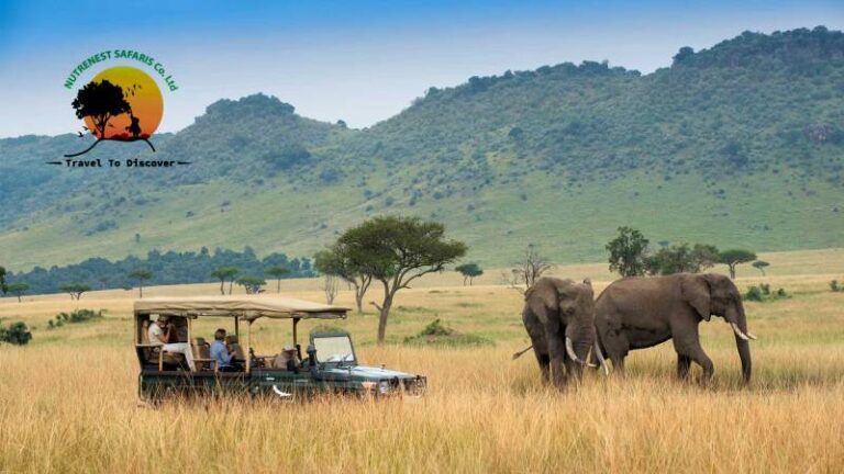 Unlocking the Wonders of Masai Mara Safaris: A Comprehensive Guide