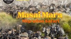 Masai Mara Migration