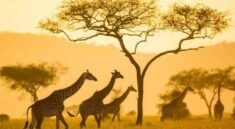 Tour Operator in Kenya