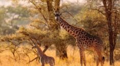 Luxury Safari in Kenya