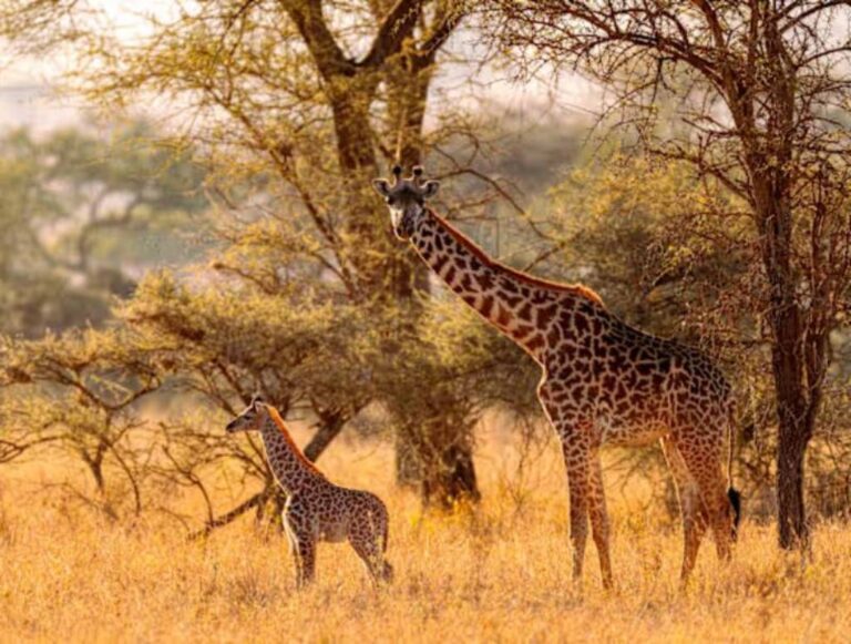 Experience Luxury Safaris and Wildlife in Kenya