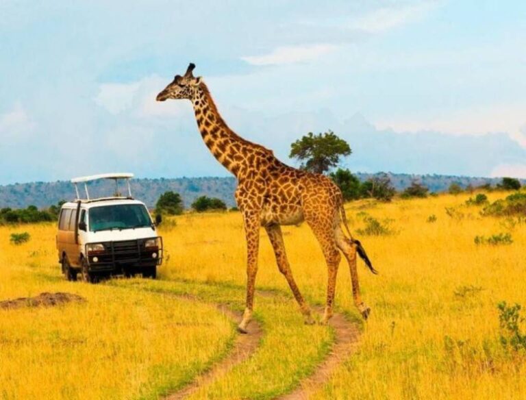 How Fun and Fascinating Are Big Five Safaris in Masai Mara? How Fun and Fascinating Are Big Five Safaris in Masai Mara?