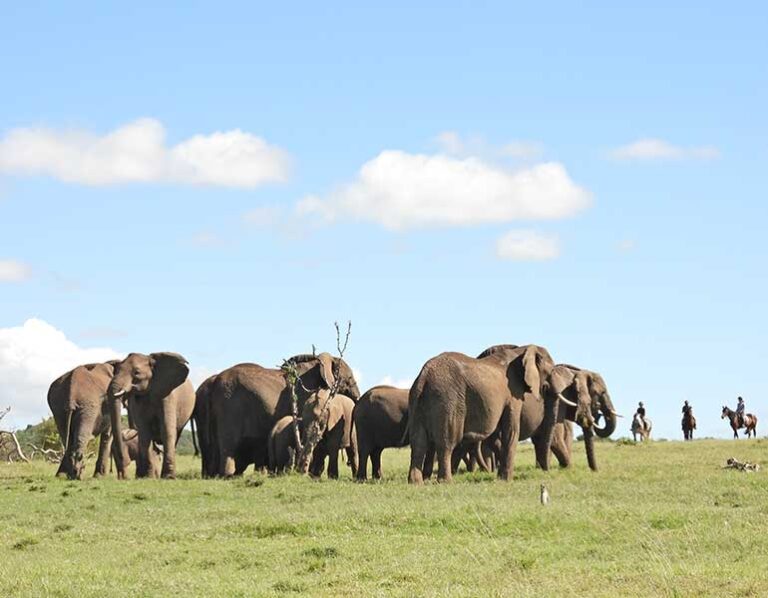 Best Game Reserves in Kenya: A Safari Lover’s Guide Best Game Reserves in Kenya: A Safari Lover’s Guide