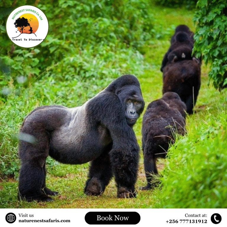 The Safari of a Lifetime: Why Rwanda Is Your Dream Destination