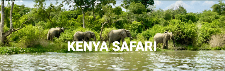 Explore Kenya’s Wilderness on a Custom Game Drive Safari Explore Kenya’s Wilderness on a Custom Game Drive Safari