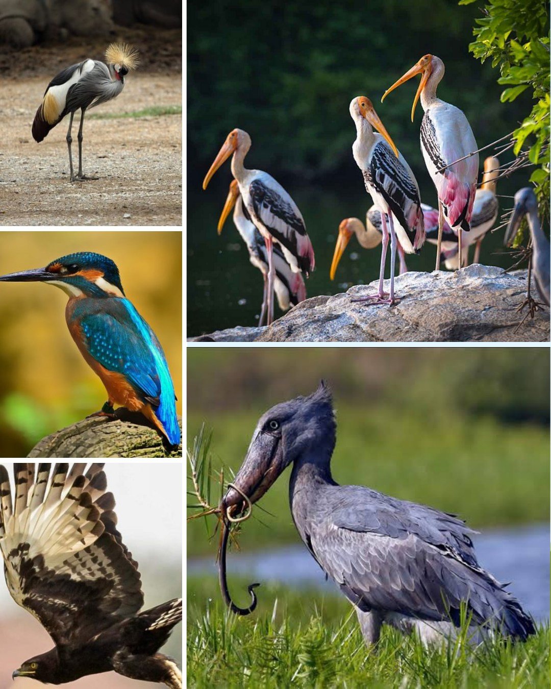 Bird Watching Safaris