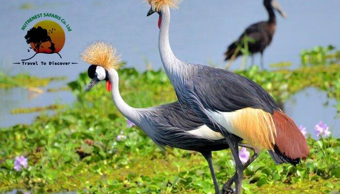 Guided Bird Watching