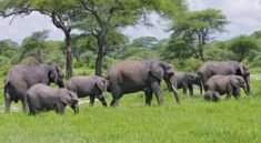 African Safari Tours