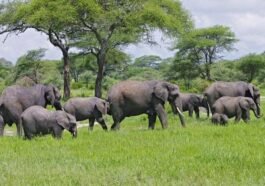 African Safari Tours