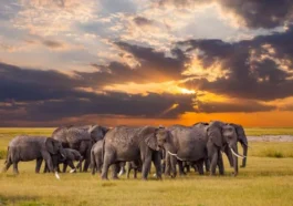 African Safari Tours