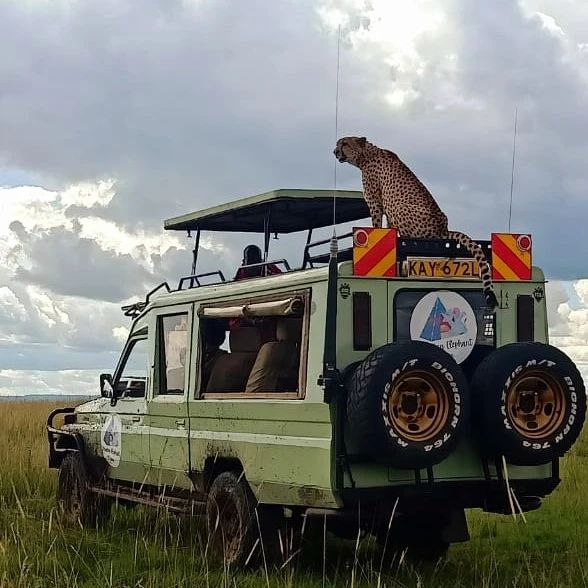 Safari Game Drive