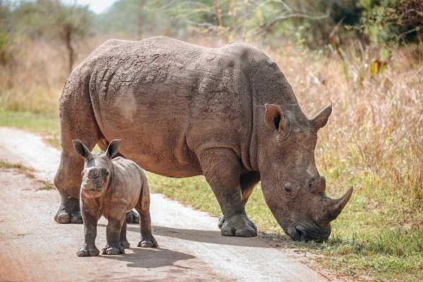African Safari Tours
